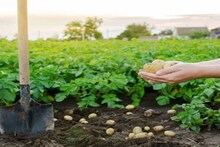 চাষিদের হাতে নয়া হাতিয়ার! বদলে যাচ্ছে আলু চাষ করার পদ্ধতি