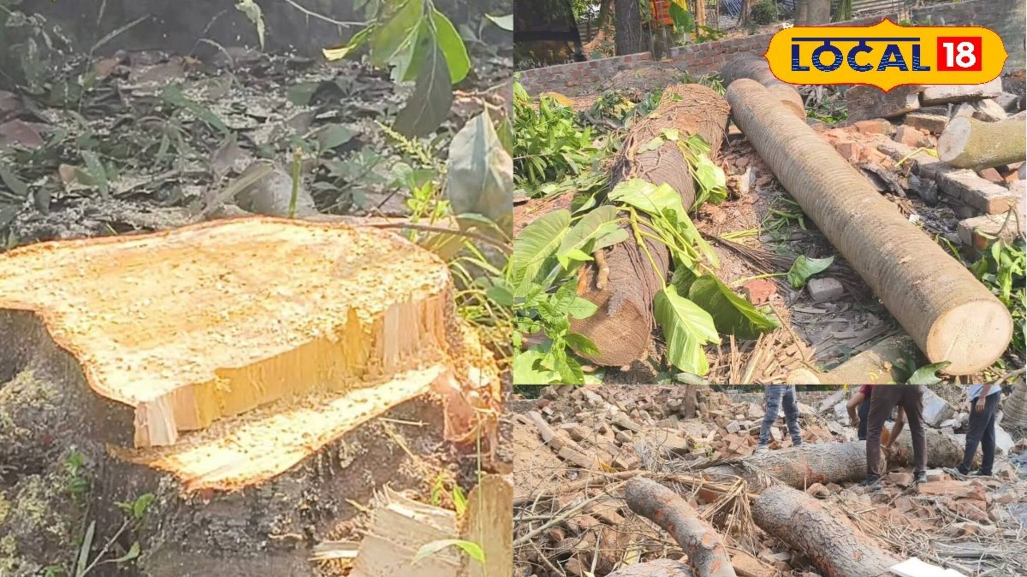 বিয়েবাড়ি বলে কথা! অনুষ্ঠান করতে হুগলিতে সবুজ নিধন, রেগে লাল স্থানীয়রা! ভাবাচ্ছে বন দফতরকেও