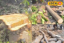 বিয়েবাড়ি বলে কথা! অনুষ্ঠান করতে হুগলিতে সবুজ নিধন, রেগে লাল স্থানীয়রা! ভাবাচ্ছে বন দফতরকেও