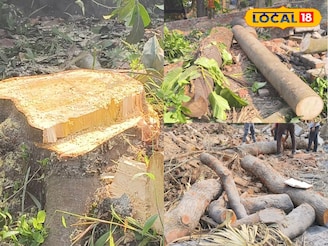 বিয়েবাড়ি বলে কথা! অনুষ্ঠান করতে হুগলিতে সবুজ নিধন, রেগে লাল স্থানীয়রা! ভাবাচ্ছে বন দফতরকেও