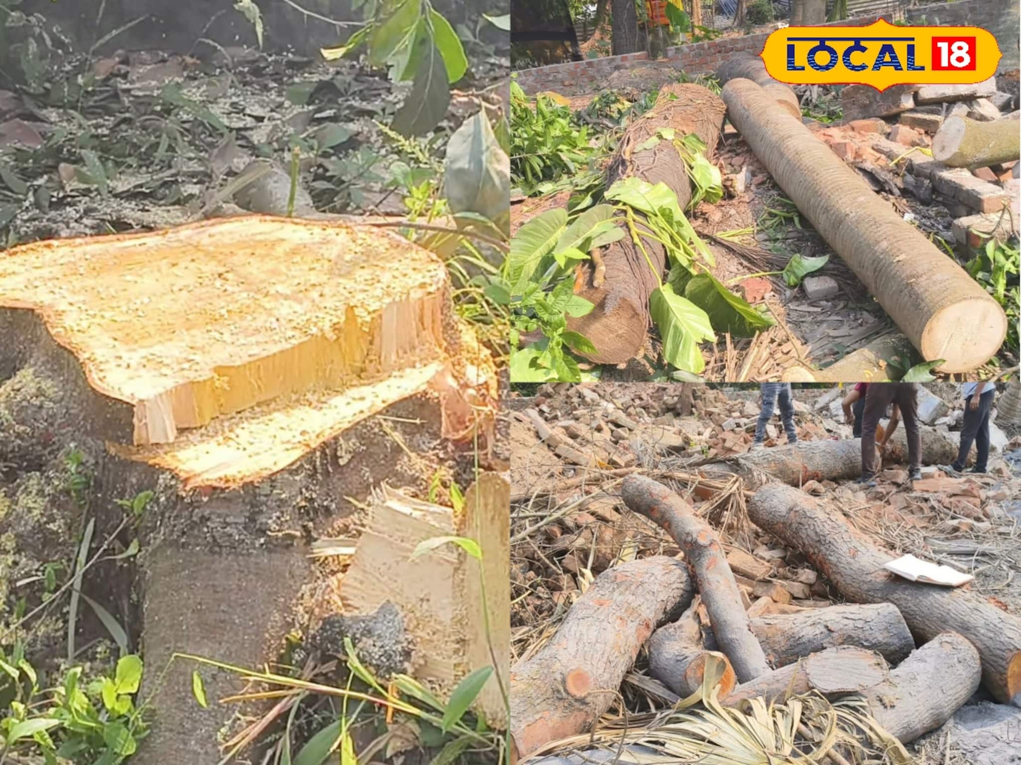 বিয়েবাড়ি বলে কথা! অনুষ্ঠান করতে হুগলিতে সবুজ নিধন, রেগে লাল স্থানীয়রা! ভাবাচ্ছে বন দফতরকেও