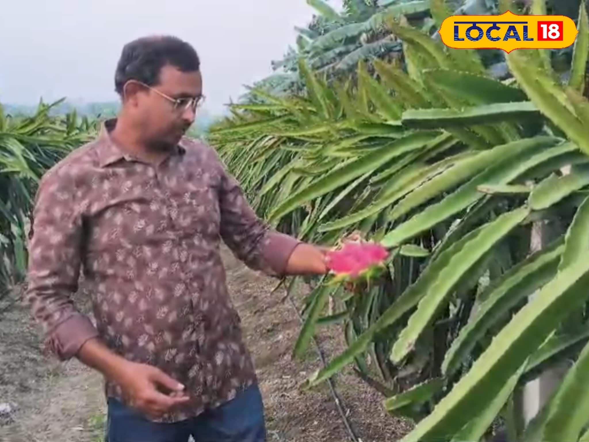 Money Making Tips: ইউটিউবে শেখা আসল টেকনিক, তারপরেই শুরু! সুস্বাদু বিদেশি ফলের চাষ করে প্রতি বিঘায় ৩ লক্ষ টাকা কামাচ্ছেন মুর্শিদাবাদের যুবক