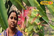 সঠিক পদ্ধতিতে ড্রাগন চাষ, রায়দিঘির গৃহবধূ মাসিক আয়ে তাক লাগাচ্ছেন এলাকায়