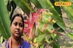 সঠিক পদ্ধতিতে ড্রাগন চাষ, রায়দিঘির গৃহবধূ মাসিক আয়ে তাক লাগাচ্ছেন এলাকায়