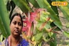সঠিক পদ্ধতিতে ড্রাগন চাষ, রায়দিঘির গৃহবধূ মাসিক আয়ে তাক লাগাচ্ছেন এলাকায়
