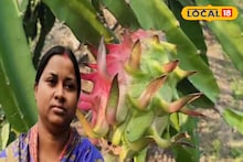 Dragon Fruit: ফল তো নয়, যেন সোনা! সঠিক পদ্ধতিতে ড্রাগন চাষ, রায়দিঘির গৃহবধূ মাসিক আয়ে তাক লাগাচ্ছেন এলাকায়