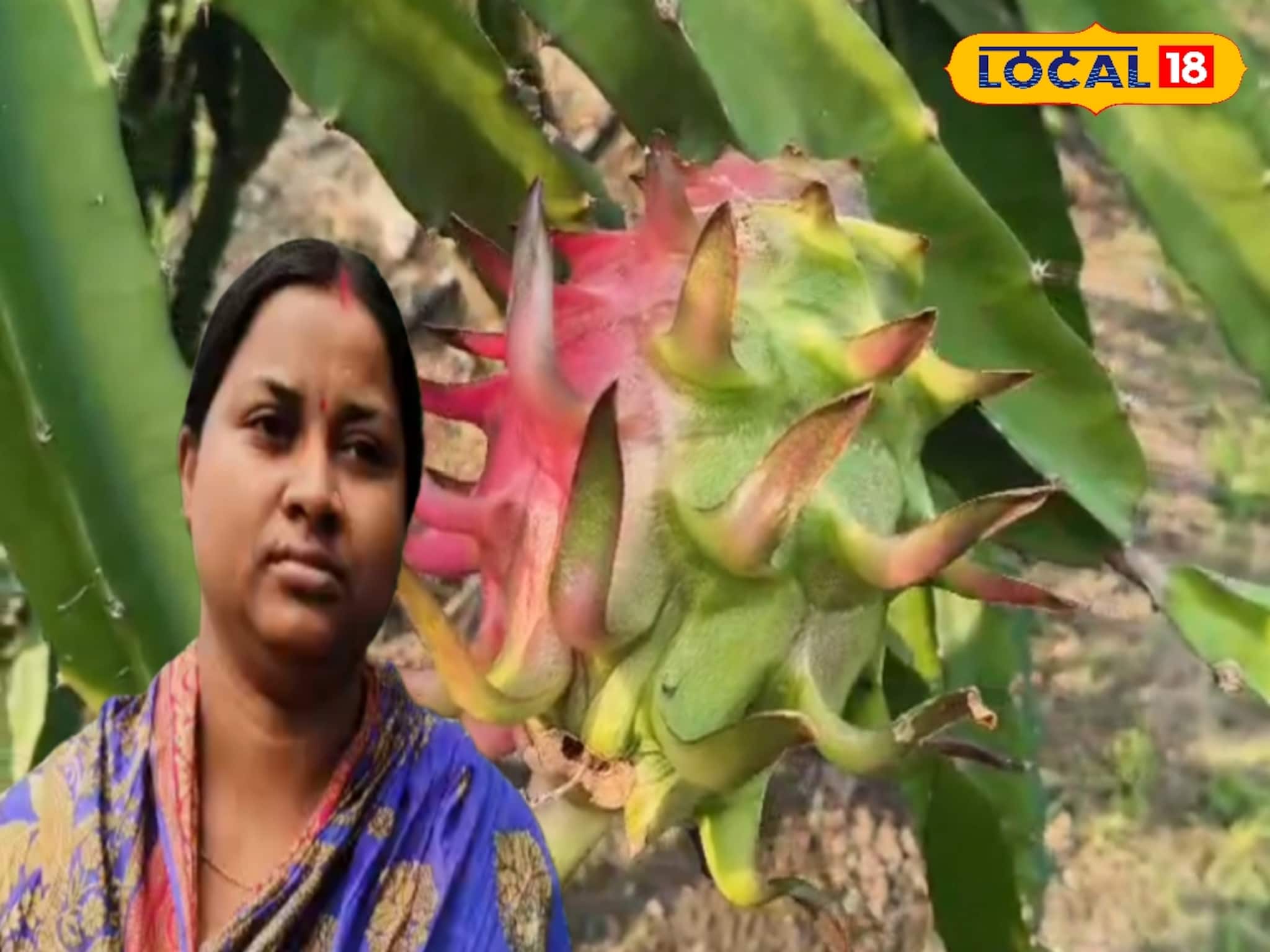 Dragon Fruit: ফল তো নয়, যেন সোনা! সঠিক পদ্ধতিতে ড্রাগন চাষ, রায়দিঘির গৃহবধূ মাসিক আয়ে তাক লাগাচ্ছেন এলাকায়