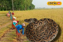 Snake Bite : ধানক্ষেত যেন চন্দ্রবোড়ার 'আতুঁরঘর'! একদিনে আক্রান্ত তিন চাষি, দ্রুত চিকিৎসায় রক্ষা! দুবরাজপুরে আতঙ্ক