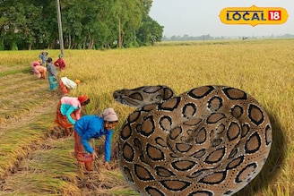 ধান মাঠে পা দিতে ভয় লাগছে চাষিদের, একদিনে আক্রান্ত তিন! আতঙ্কে দুবরাজপুর