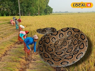 ধান মাঠে পা দিতে ভয় লাগছে চাষিদের, একদিনে আক্রান্ত তিন! আতঙ্কে দুবরাজপুর