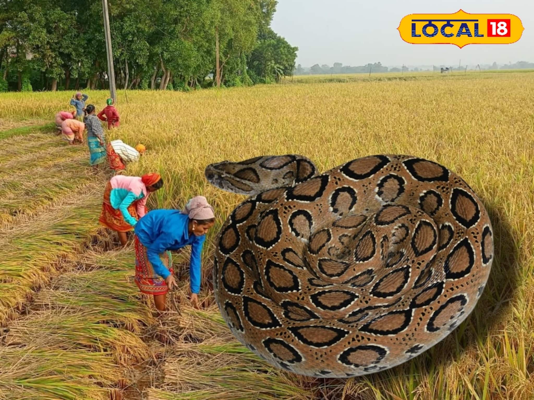 Snake Bite : ধানক্ষেত যেন চন্দ্রবোড়ার 'আতুঁরঘর'! একদিনে আক্রান্ত তিন চাষি, দ্রুত চিকিৎসায় রক্ষা! দুবরাজপুরে আতঙ্ক