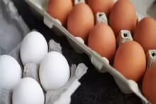 Egg: ডিম থেকে ক্যানসারের ঝুঁকি? বিভ্রান্তিকর, বৈজ্ঞানিকভাবে ভিত্তিহীন...দাবি নস্যাৎ করে জানাল FSSAI