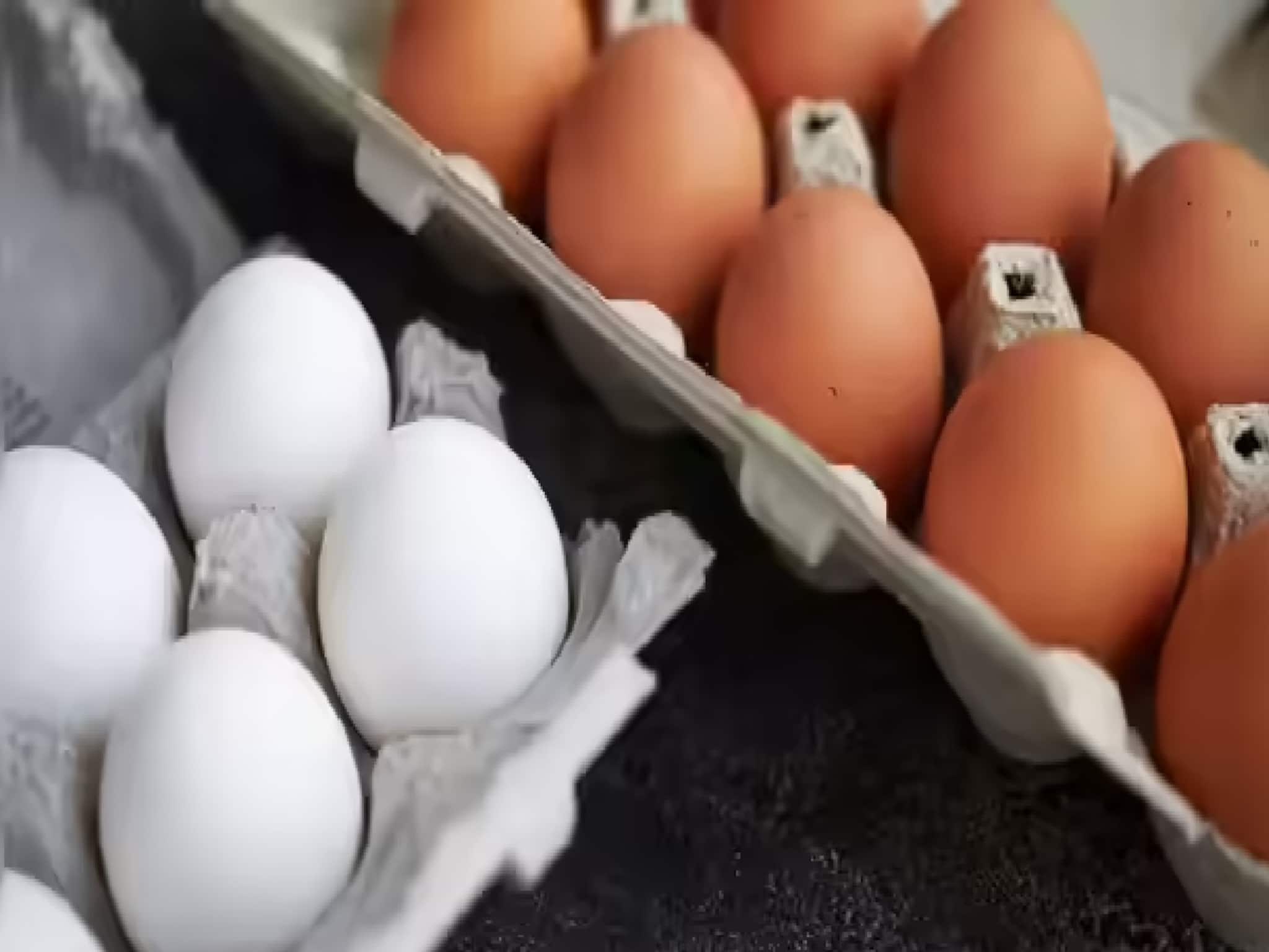 ডিম থেকে ক্যানসারের ঝুঁকি? বিভ্রান্তিকর, বৈজ্ঞানিকভাবে ভিত্তিহীন...জানাল FSSAI