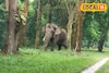 হাতির বুদ্ধির কাছে হার মানতে মানতে ক্লান্ত, তখনই দারুণ প্ল্যান নিয়ে হাজির বন দফতর!