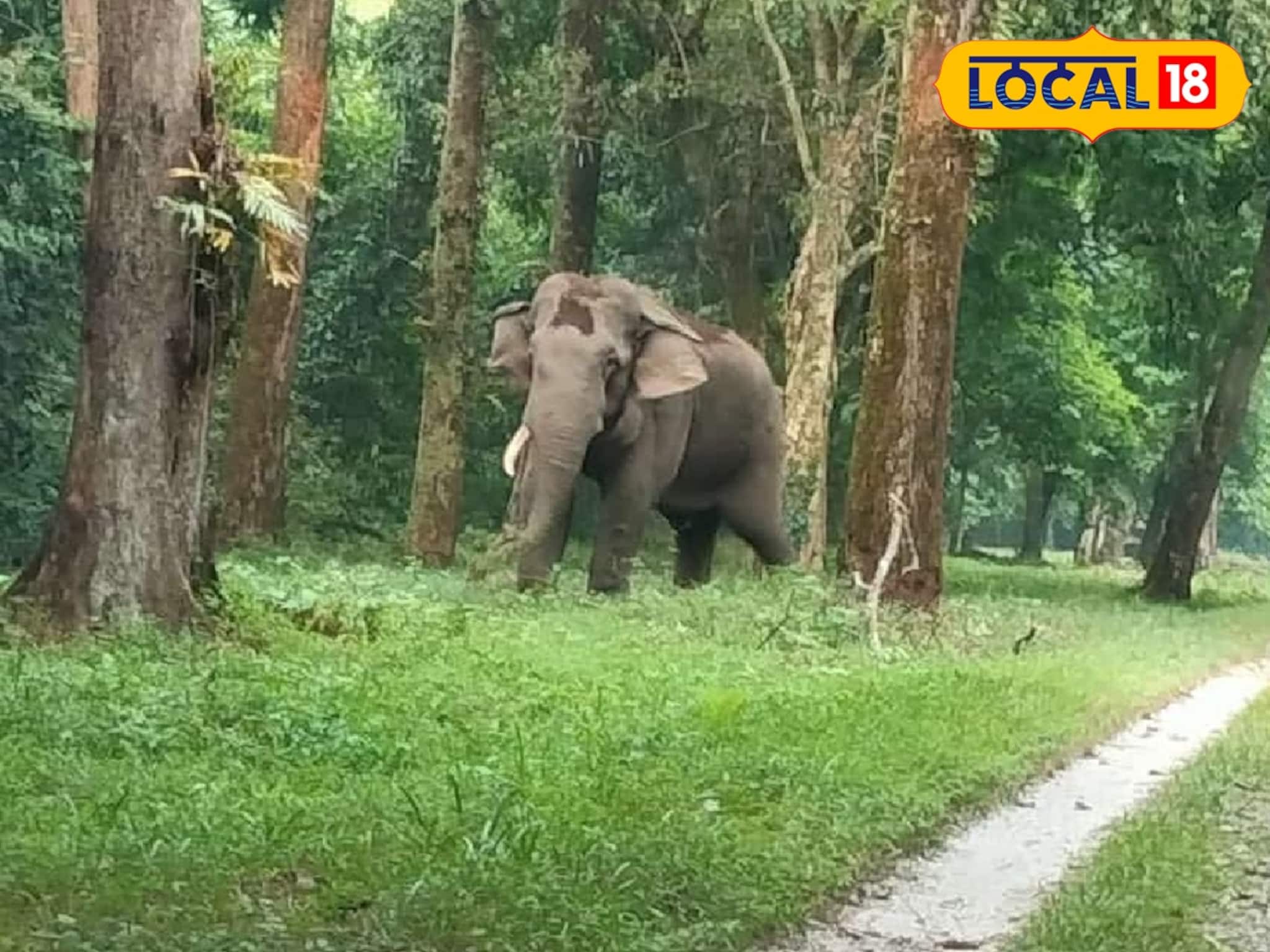 হাতির বুদ্ধির কাছে হার মানতে মানতে ক্লান্ত, তখনই দারুণ প্ল্যান নিয়ে হাজির বন দফতর!