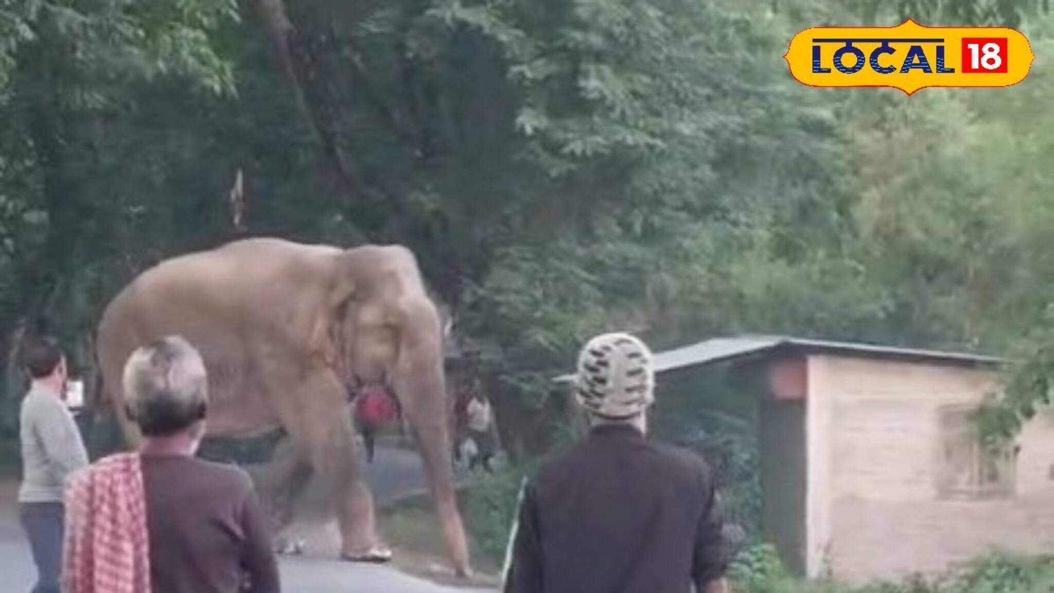 বক্সা জঙ্গলের 'বস', মর্নিং ওয়াকে বেরোতেই সরে দাঁড়াল সবাই! সকাল সকাল হাতিকে নিয়ে অন্য ছবি