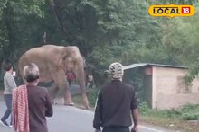 বক্সা জঙ্গলের 'বস', মর্নিং ওয়াকে বেরোতেই সরে দাঁড়াল সবাই! সকাল সকাল হাতিকে নিয়ে অন্য ছবি