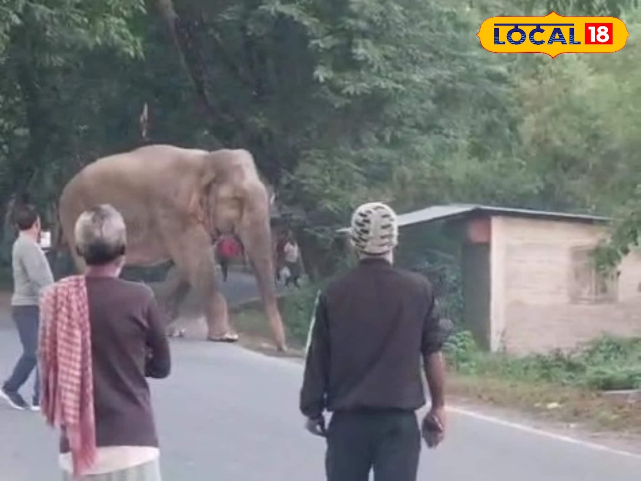 Buxa Forest Boss: বক্সা জঙ্গলের 'বস', মর্নিং ওয়াকে বেরোতেই সরে দাঁড়াল সবাই! সকাল সকাল হাতিকে নিয়ে অন্য ছবি গুদামডাবরিতে