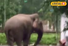 Elephant Attack: বুনো হাতির তাণ্ডব আলিপুরদুয়ারে! বাড়ির গেট, গাছ ভেঙে লণ্ডভণ্ড করল এলাকা