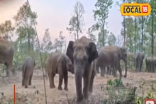 দাঁতালের আতঙ্কে কাঁটা জঙ্গলমহল! সংঘাতের নেপথ্যে লুকিয়ে 'বিশেষ' কারণ