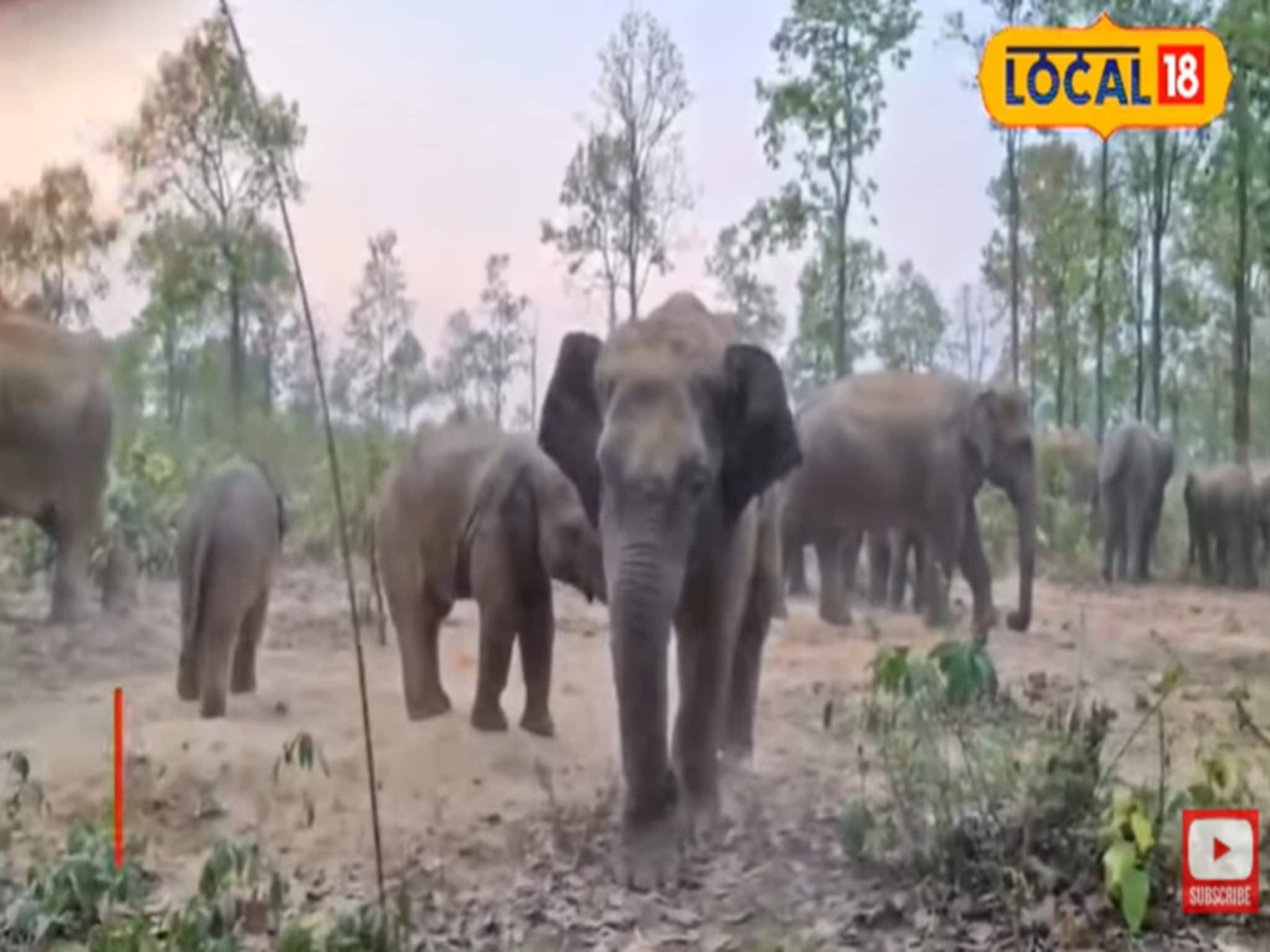 দাঁতালের আতঙ্কে কাঁটা জঙ্গলমহল! সংঘাতের নেপথ্যে লুকিয়ে 'বিশেষ' কারণ