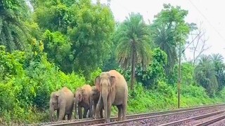 ধূপগুড়ির ভোটপাড়ায় ফের ট্রেনের ধাক্কায় হাতির মৃত্যু, রেললাইনে পড়ে থাকা আহত শাবককে উদ্ধার বনকর্মীদের!
