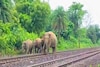 ফের ট্রেনের ধাক্কায় হাতির মৃত্যু, রেললাইনে পড়ে থাকা আহত শাবককে উদ্ধার বনকর্মীদের!