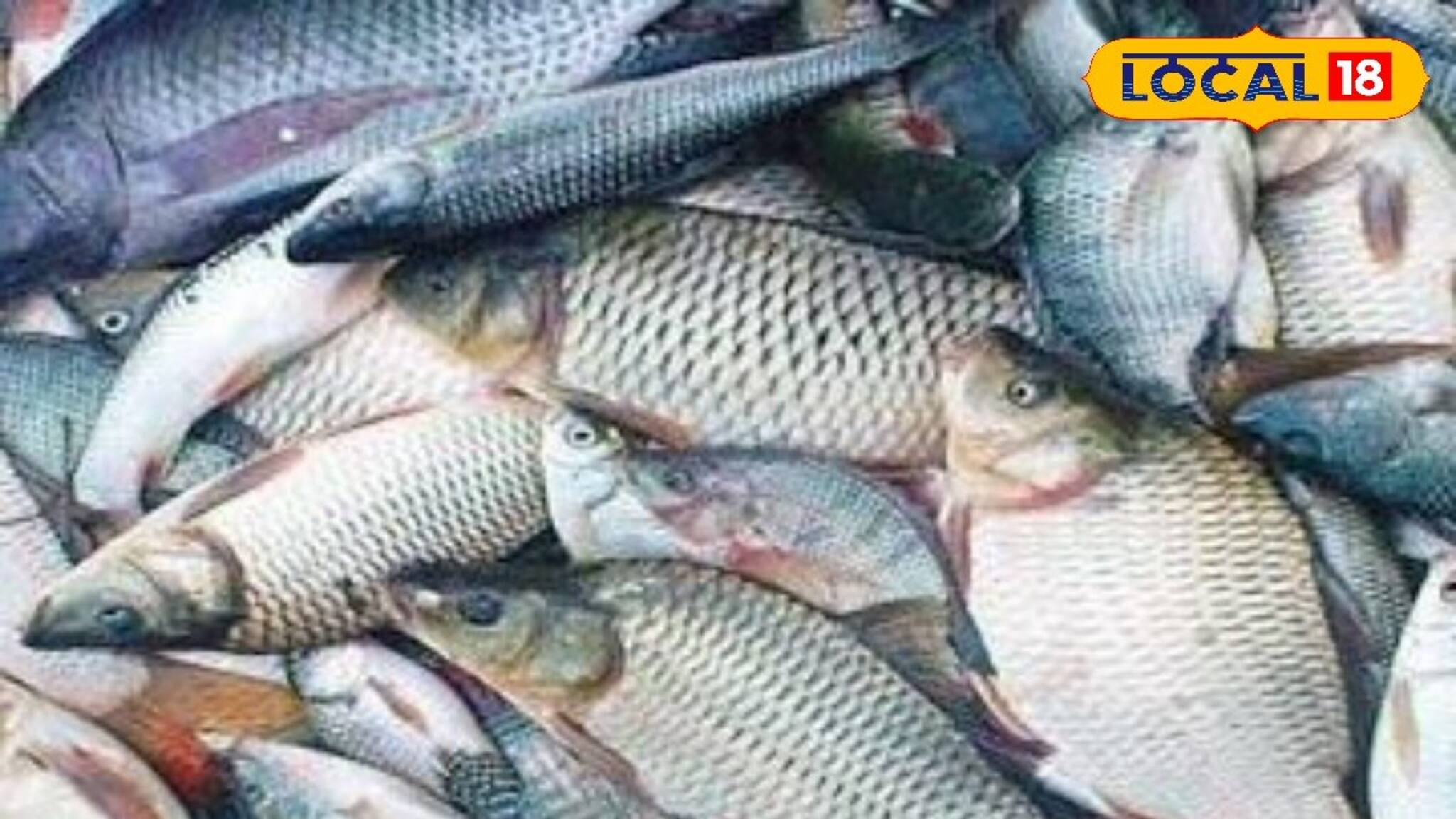 ১ একরে ৫ টন মাছ, সঠিক চাষে হতে পারে অঢেল লাভ! রাজ্যকে পথ দেখাচ্ছে পূর্ব মেদিনীপুর