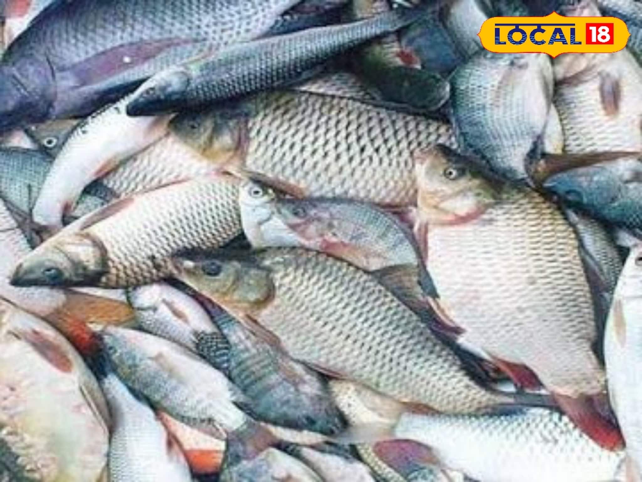 ১ একরে ৫ টন মাছ, সঠিক চাষে হতে পারে অঢেল লাভ! রাজ্যকে পথ দেখাচ্ছে পূর্ব মেদিনীপুর