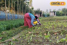 Money Making Tips: ফসলের মরশুম শেষ হতেই বিকল্প চাষ মালদহের চাষির! শীতে চাহিদা তুঙ্গে, কামাচ্ছেন লক্ষ লক্ষ টাকা