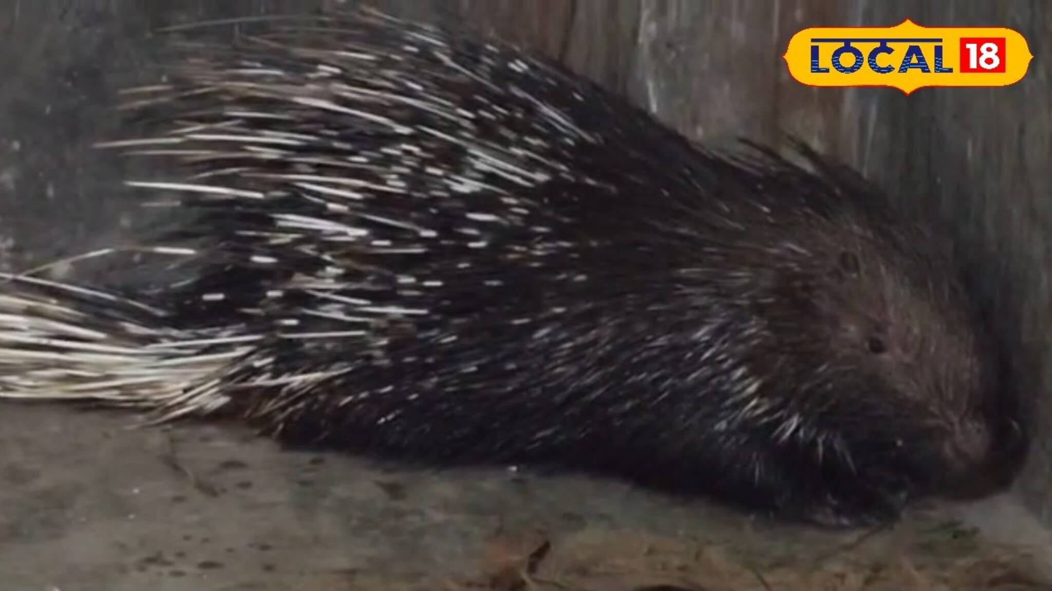 রাতে মেঠো ইদুঁর ভেবে ভুল হয়েছিল, সকালে দেখা গেল বিশাল সজারু ঘুরছে গলসীতে
