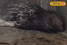 রাতে মেঠো ইদুঁর ভেবে ভুল করেছিলেন সকলে, সকালে দেখা গেল বিশাল সজারু ঘুরছে এলাকায়! গলসীতে তুুমুল হইচই