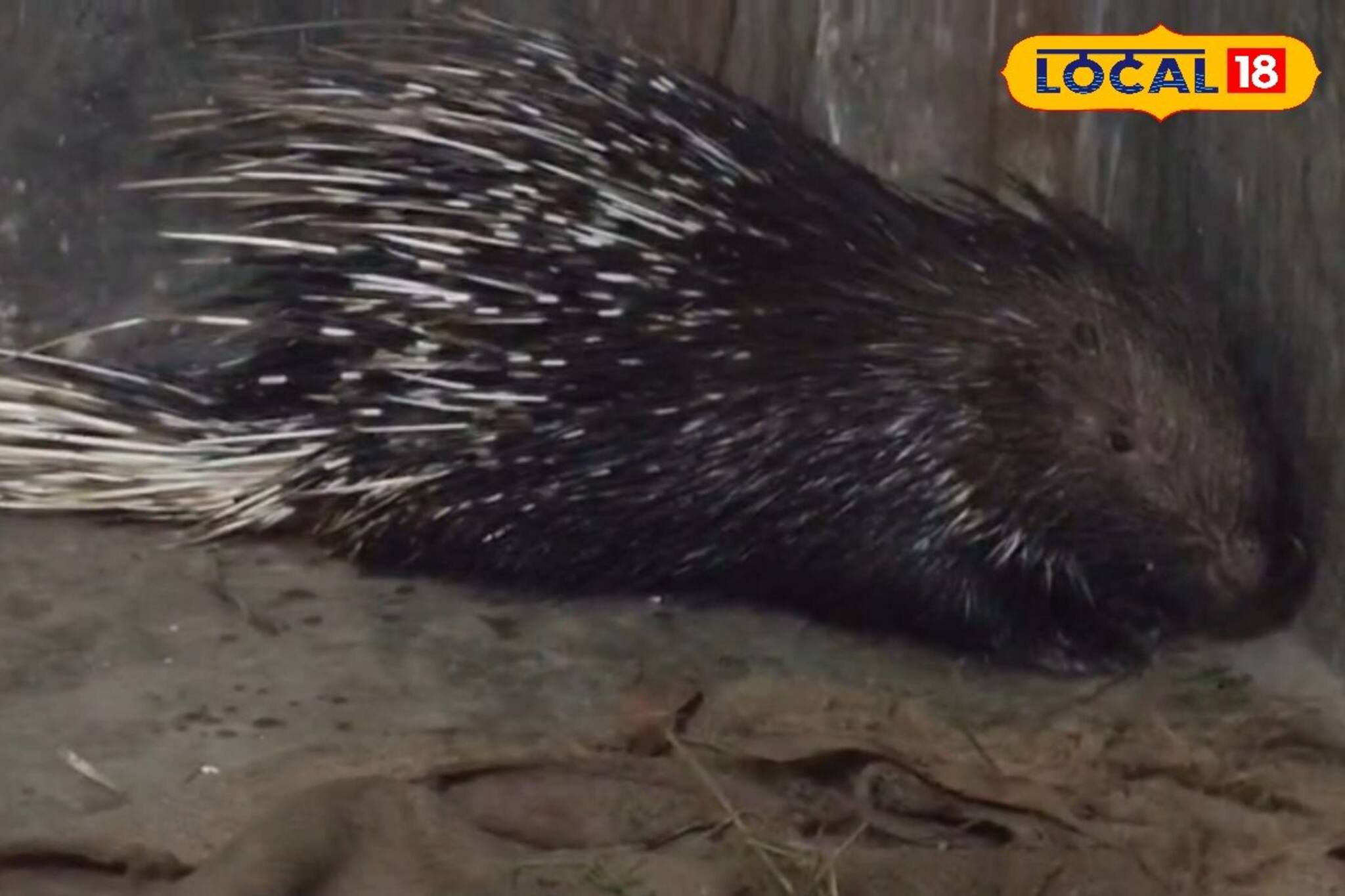 রাতে মেঠো ইদুঁর ভেবে ভুল করেছিলেন সকলে, সকালে দেখা গেল বিশাল সজারু ঘুরছে এলাকায়! গলসীতে তুুমুল হইচই