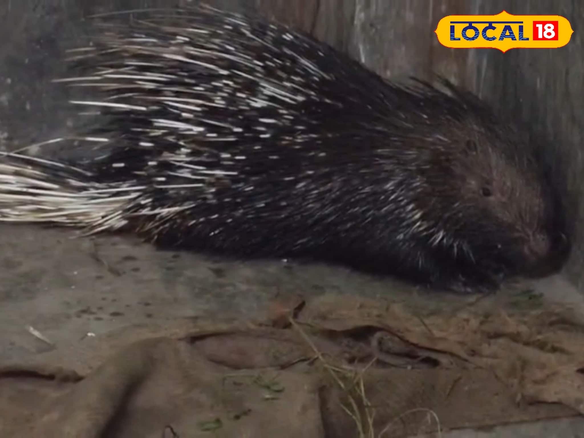 রাতে মেঠো ইদুঁর ভেবে ভুল করেছিলেন সকলে, সকালে দেখা গেল বিশাল সজারু ঘুরছে এলাকায়! গলসীতে তুুমুল হইচই