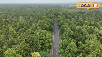 জঙ্গলে হাতি পারাপারের রাস্তা জঙ্গলে হাতি পারাপারের রাস্তা