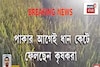 নিয়মিত ফসল সাবাড় করতে আসছে হাতির দল, ভয়ে ধান কাটার হিড়িক আলিপুরদুয়ারের চিলাপাতায়