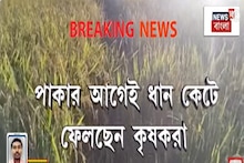 Alipurduar: নিয়মিত ফসল সাবাড় করতে আসছে হাতির দল, ভয়ে ধান কাটার হিড়িক আলিপুরদুয়ারের চিলাপাতায়