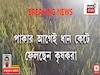 নিয়মিত ফসল সাবাড় করতে আসছে হাতির দল, ভয়ে ধান কাটার হিড়িক আলিপুরদুয়ারের চিলাপাতায়