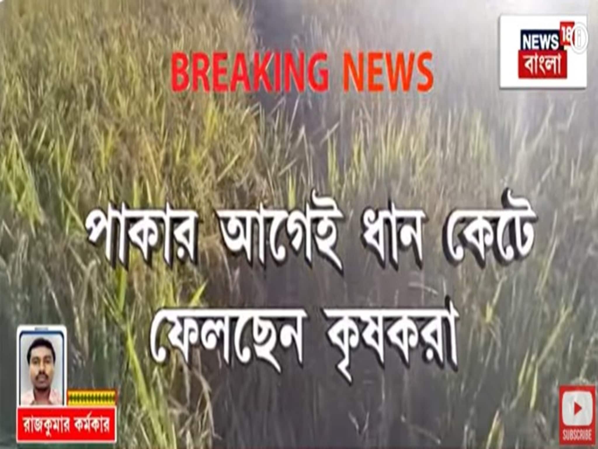 Alipurduar: নিয়মিত ফসল সাবাড় করতে আসছে হাতির দল, ভয়ে ধান কাটার হিড়িক আলিপুরদুয়ারের চিলাপাতায়