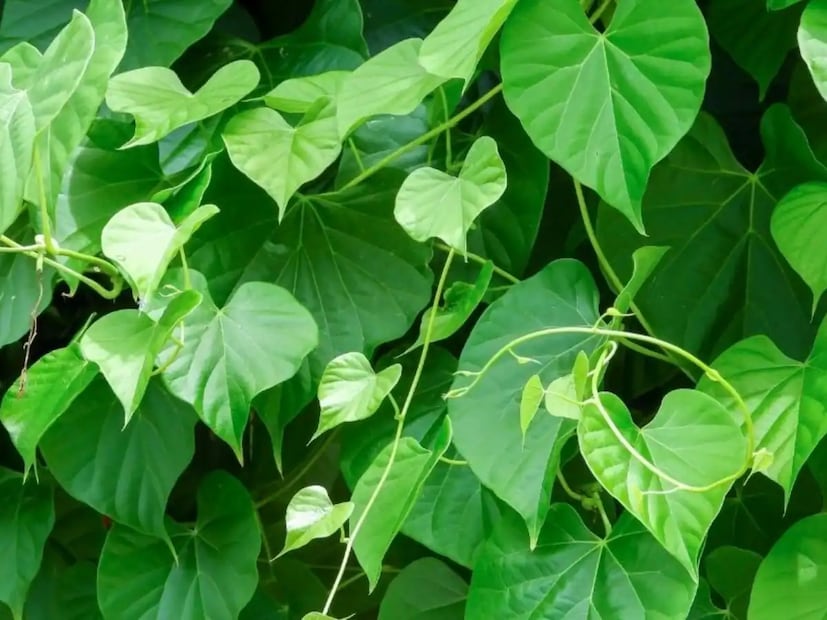 গিলয় উদ্ভিদ ভারতীয় আয়ুর্বেদ অন্যতম কার্যকর উদ্ভিদ হিসাবে বিবেচিত হয়। এই উদ্ভিদটি সংস্কৃতে ‘অমৃত উদ্ভিদ’ নামে পরিচিত। আয়ুর্বেদশাস্ত্রে এটি একটি অলৌকিক উদ্ভিদ হিসেবে বিবেচিত হয়। কারণ এটি নানা ধরনের শারীরিক সমস্যা এবং রোগ নিরাময় করতে সক্ষম। গিলয় উদ্ভিদ ভারতীয় আয়ুর্বেদ অন্যতম কার্যকর উদ্ভিদ হিসাবে বিবেচিত হয়। এই উদ্ভিদটি সংস্কৃতে ‘অমৃত উদ্ভিদ’ নামে পরিচিত। আয়ুর্বেদশাস্ত্রে এটি একটি অলৌকিক উদ্ভিদ হিসেবে বিবেচিত হয়। কারণ এটি নানা ধরনের শারীরিক সমস্যা এবং রোগ নিরাময় করতে সক্ষম।