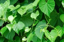 Giloy Benefits: গিলয় আয়ুর্বেদের 'অমৃত উদ্ভিদ'! ত্বকের বয়স কমিয়ে দেয়, নিয়ম করে খেলে ৫০-এও লাগবেন ২০, রোজ সকালে খালি পেটে খান এই জুস