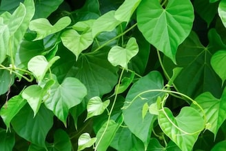 গিলয় আয়ুর্বেদের 'অমৃত উদ্ভিদ'! ত্বকের বয়স কমিয়ে দেয়, নিয়ম করে খেলে ৫০-এও লাগবেন ২০!