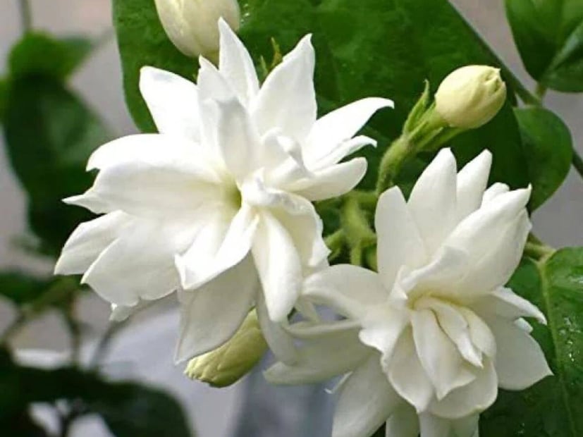 মোগরা গাছ: মোগরার সুগন্ধ মনকে শান্ত ও প্রশান্ত করে। বাস্তুশাস্ত্র অনুযায়ী, মোগরা ঘরে প্রেম, সৌহার্দ্য ও পজিটিভ এনার্জি আনে। আঙিনা, বারান্দা বা এমন জায়গায় লাগানো ভালো যেখানে এর সুগন্ধ পুরো ঘরে ছড়িয়ে পড়বে। গরমকালে এটি ঘরের পরিবেশ ঠান্ডা ও সতেজ রাখে।