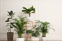 বাড়িতে লাগান তুলসী, বাঁশ-সহ এই ৪ শুভ গাছ! ধন, শান্তি ও উন্নতিতে ভরে উঠবে আপনার জীবন