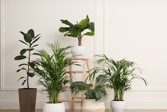 বাড়িতে লাগান তুলসী, বাঁশ-সহ এই ৪ শুভ গাছ! ধন, শান্তি ও উন্নতিতে ভরে উঠবে আপনার জীবন