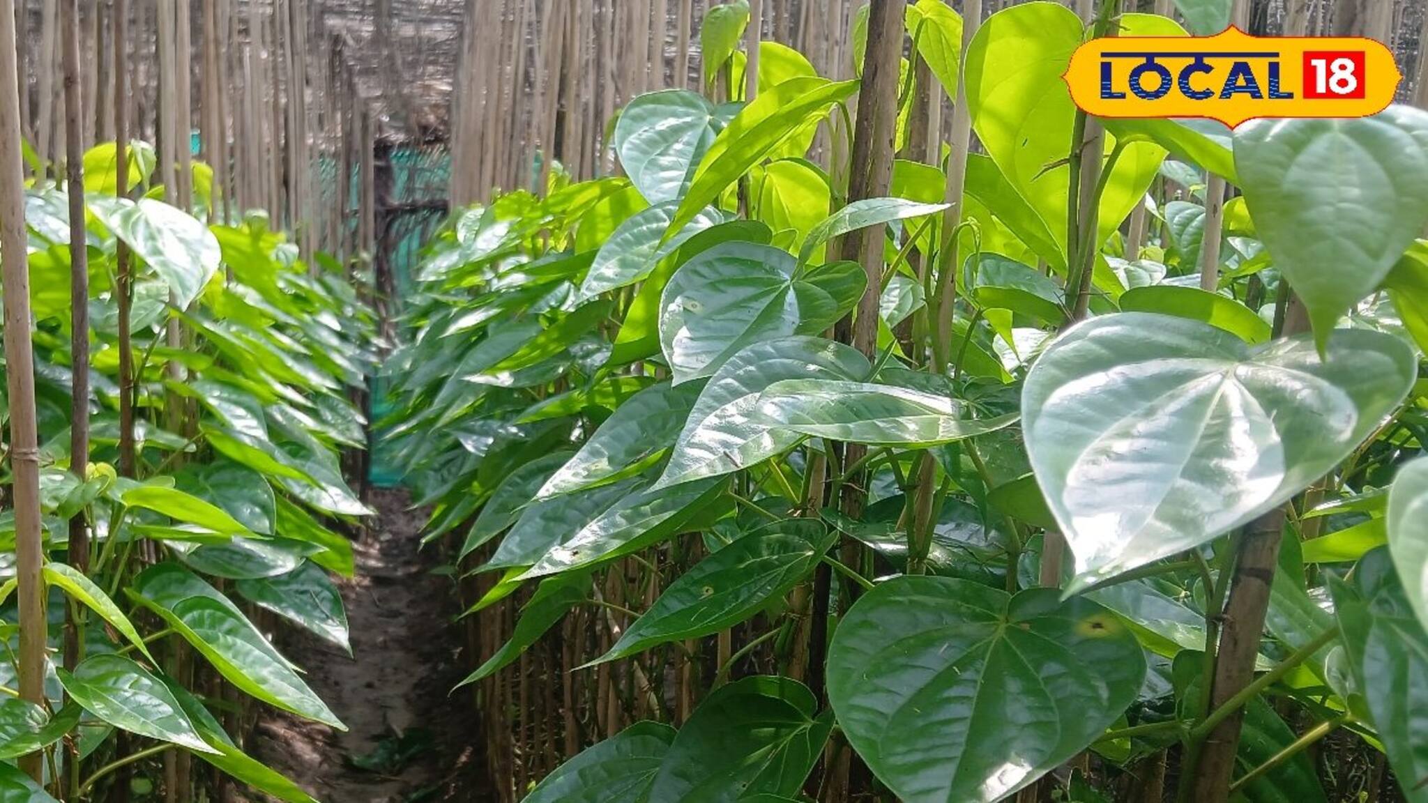 খড়ি-বাঁশে আর নয়, প্রয়োজন শক্ত পিলার ও শেড! পান চাষে ডবল লাভ করার উপায় বলে দিলেন বিশেষজ্ঞ