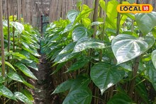 Betel Leaf Cultivation : পুরনোর মায়া ত্যাগ করে নিতে হবে নতুন পদ্ধতি, পান চাষে ঘরে আসবে ডবল লাভ! উপায় বললেন বিশেষজ্ঞ