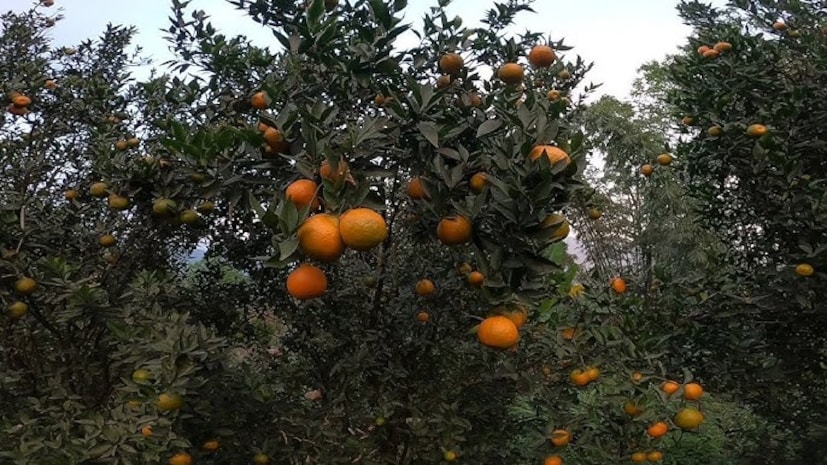 চা বাগান, পাহাড়ি গ্রাম, প্রকৃতির নির্মলতা আর রসালো কমলালেবুর স্বাদ সব মিলিয়ে সামসিং খাসমহল এখন উত্তরবঙ্গের নতুন পর্যটন আকর্ষণ। যারা পাহাড়ের শান্ত পরিবেশ ছুঁয়ে দেখতে চান, তাদের জন্য এটি নিঃসন্দেহে এক অপূর্ব ঠিকানা।