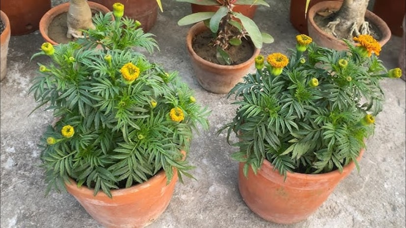 গাছ ছাঁটাই: গাছগুলিকে পর্যায়ক্রমে ছাঁটাই করা অপরিহার্য। পুরনো মৃত ফুল অপসারণ করলে নতুন ফুল উৎপাদনের প্রক্রিয়া দ্রুত হয়। যদি গাছগুলি খুব লম্বা এবং দুর্বল হয়ে পড়ে, তাহলে নতুন শাখা গজানোর জন্য উপরের অংশগুলি কেটে ফেলা উচিত।