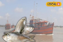 Ilish Price: ১ কেজি সাইজের ইলিশের দাম ২০০০ টাকা! তবুও লাভের ঘর ফাঁকা, হতাশ মৎস্যজীবীরা